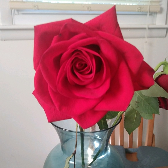 Meet your Posher, Sharon - Picture 1 of 1